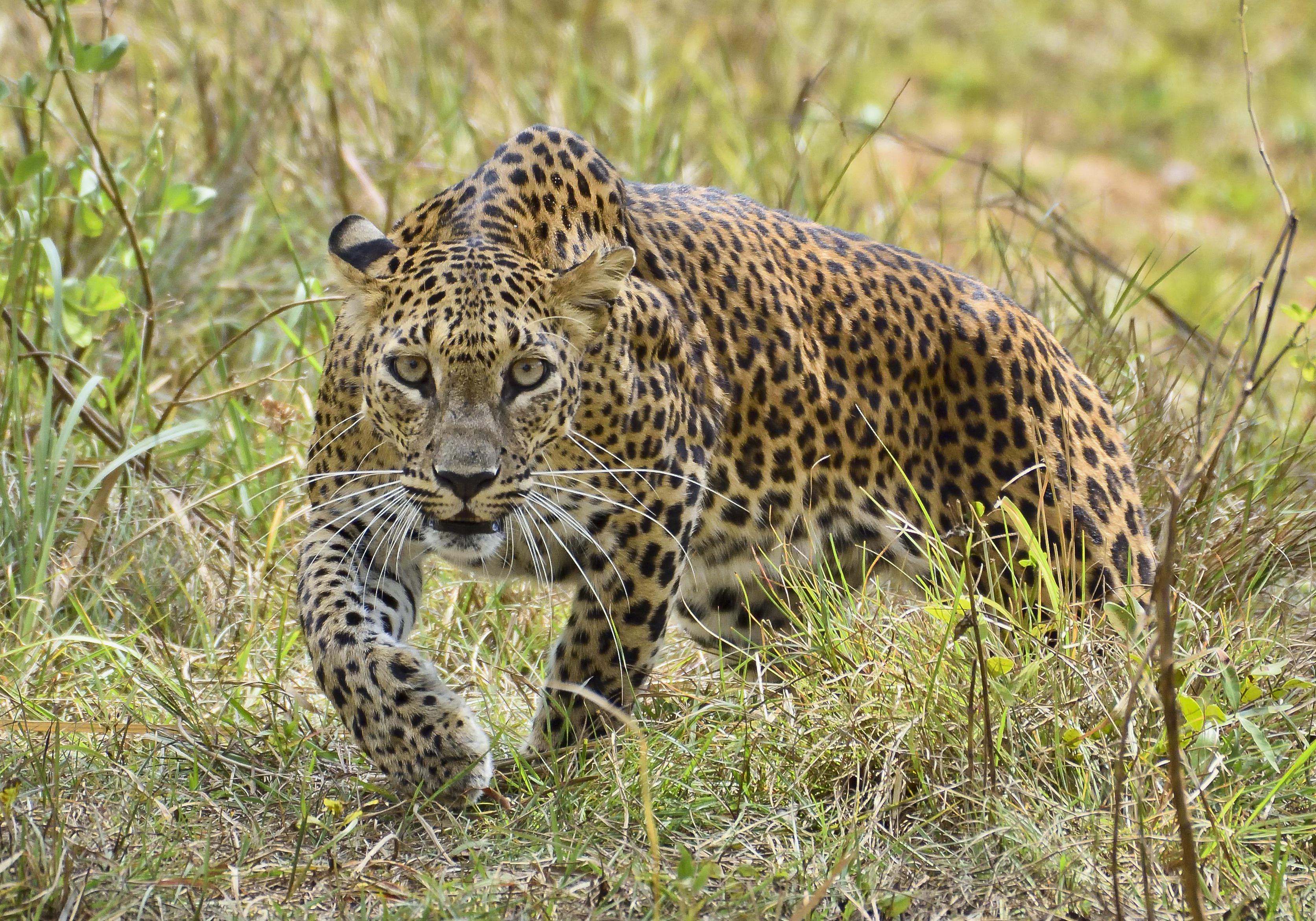 Yala National Park